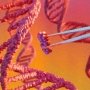 Verve Therapeutics впроваджує «ювелірне» редагування геному в кардіологію