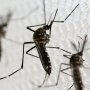 Во Франции растет передача лихорадки денге