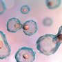 Cabaletta Bio испытает новый вариант клеточной терапии волчанки