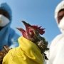 У Китаї зареєстрували перший випадок зараження людини вірусом пташиного грипу