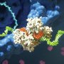 Arrowhead продала Sanofi права на плозасиран в Китае