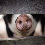 Вирусы животных способны заражать людей