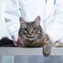 FDA дозволило лікувати котів прегабаліном