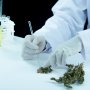 В Україні можуть розширити показання для медичного канабісу, зокрема щодо ПТСР /Magnific
