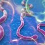 Раскрыт механизм передачи прионных инфекций от одного биологического вида к другому