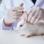 З Європейської фармакопеї виключено дослідження пірогенності на кроликах