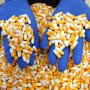 Aurinia Pharmaceuticals выпустит свой препарат от волчаночного нефрита на заводе подрядчика