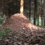 Учёные обнаружили мощное противогрибковое вещество в муравейниках