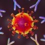 Конъюгаты – эволюция моноклональных антител: фармгиганты скупают новые препараты от рака