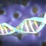 Определены инициирующие факторы инсулиномы