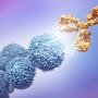 I-Mab приостанавливает разработку антитела против CD73