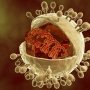 Датская компания нацелилась на цитомегаловирус