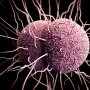 Эмульгатор станет лекарством от вагинальных инфекций, перед которым не сможет устоять ни один микроб