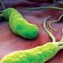 Новый вариант лечения Helicobacter pylori: поможет короткий курс из всего двух препаратов