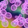 Первый за 10 лет: в США одобрили новый антмикотик для лечения кандидемии и инвазивного кандидоза
