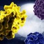 Novo Nordisk придбала права на перспективні протизапальні ліки
