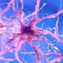 Кандидат AC Immune замедлил прогрессирование болезни Паркинсона