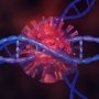 От инфекций нас защищает древняя вирусная ДНК